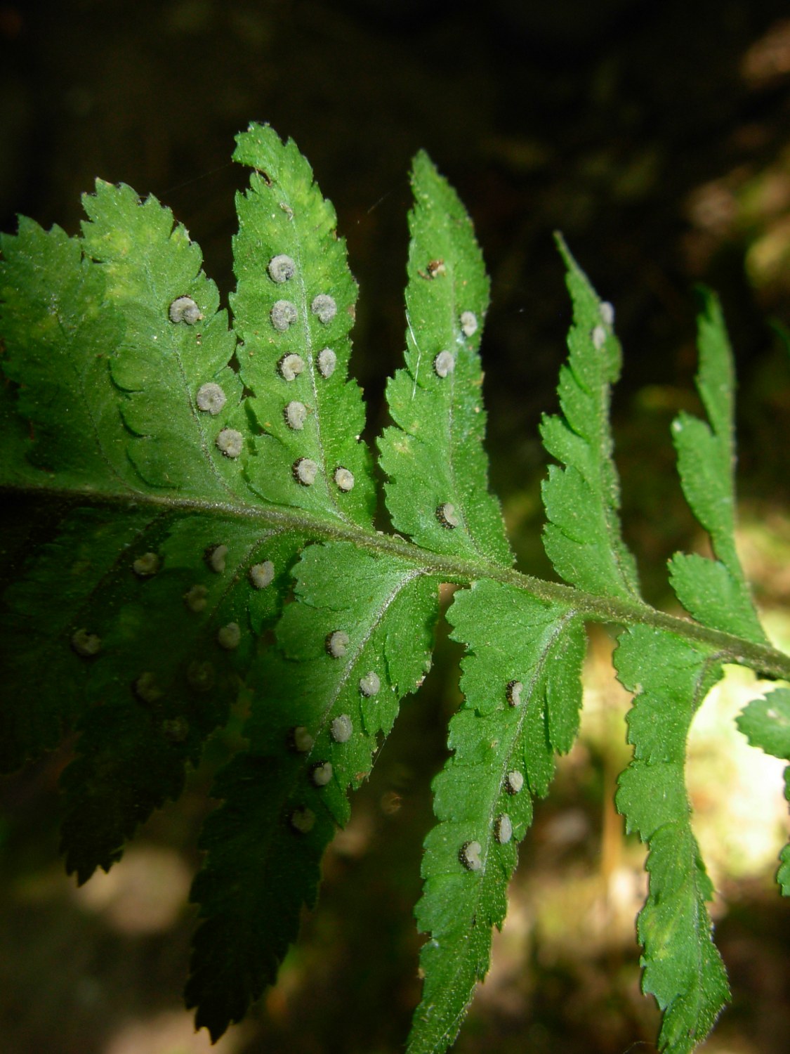 Dryopteris tyrrhena / Felce tirrenica